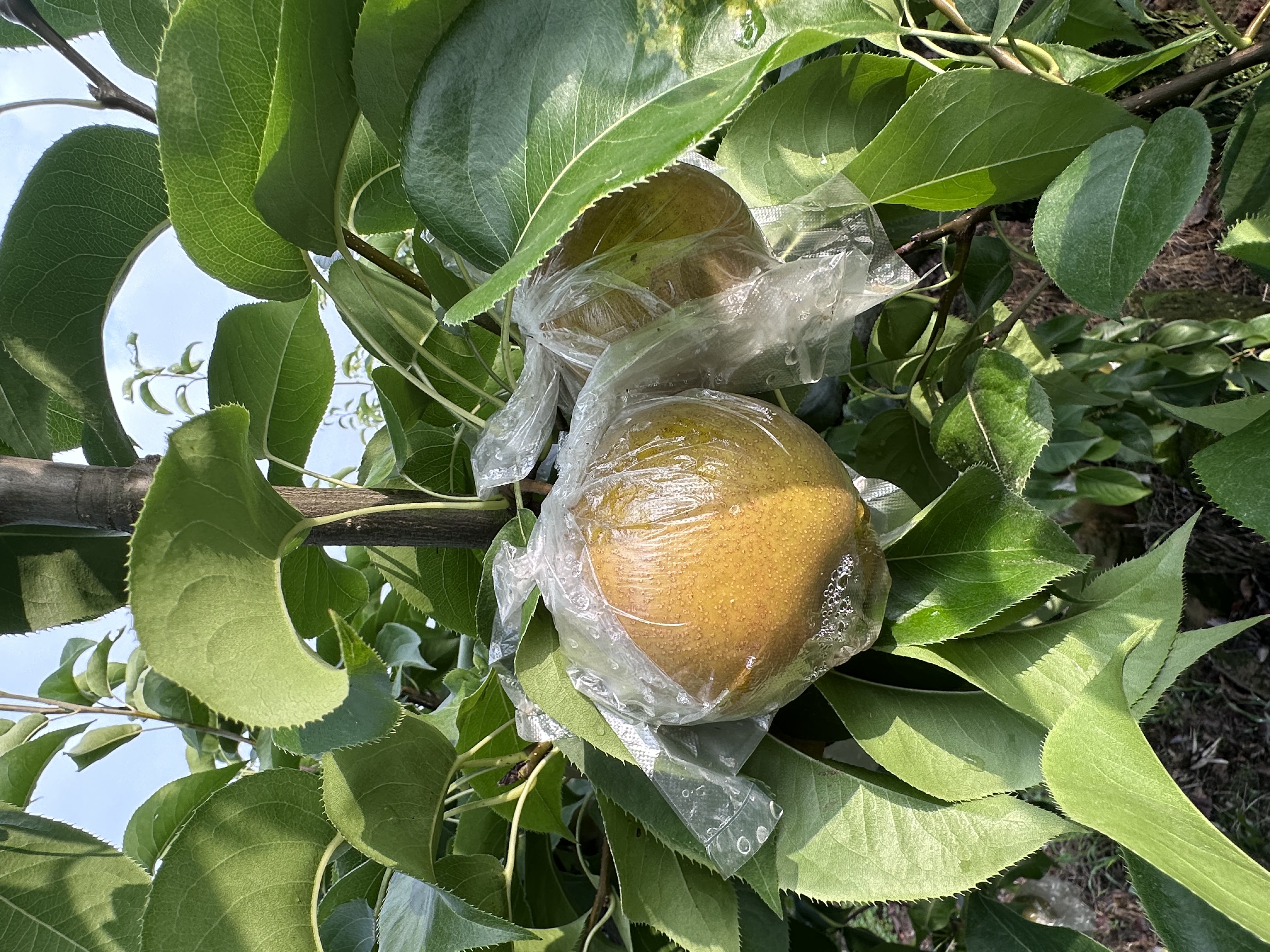 正宗黄花梨脆甜汁水饱满新鲜应季水果整箱包邮
