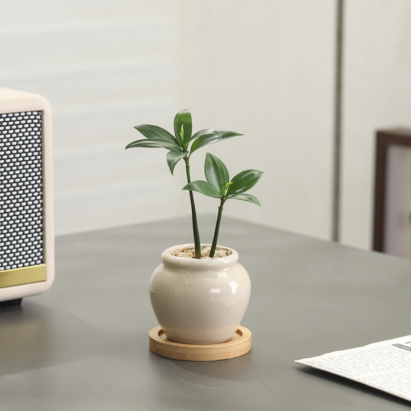 竹柏盆栽客厅茶几好养花卉绿植四季常青办公室内桌面净化空气植物