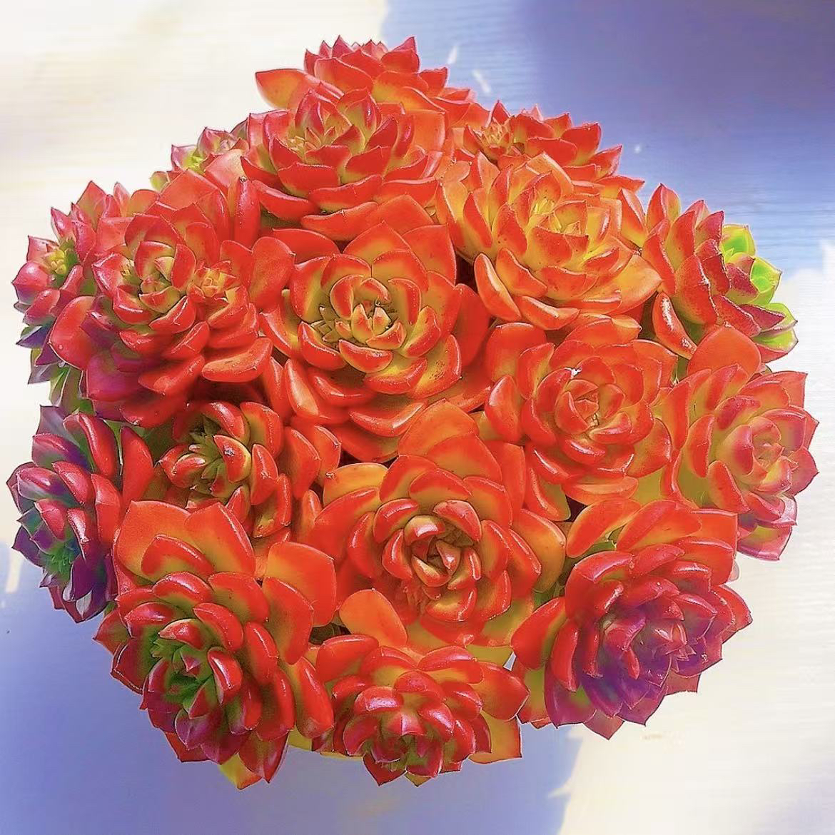 火焰玫瑰蒂亚多肉多头植物好养盆栽室内阳台办公室绿植带培育盆土