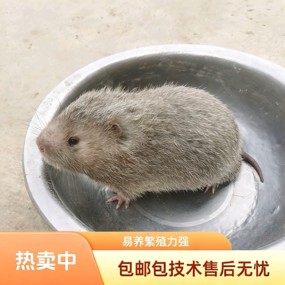 广西吃竹子的银星鼠种苗幼苗