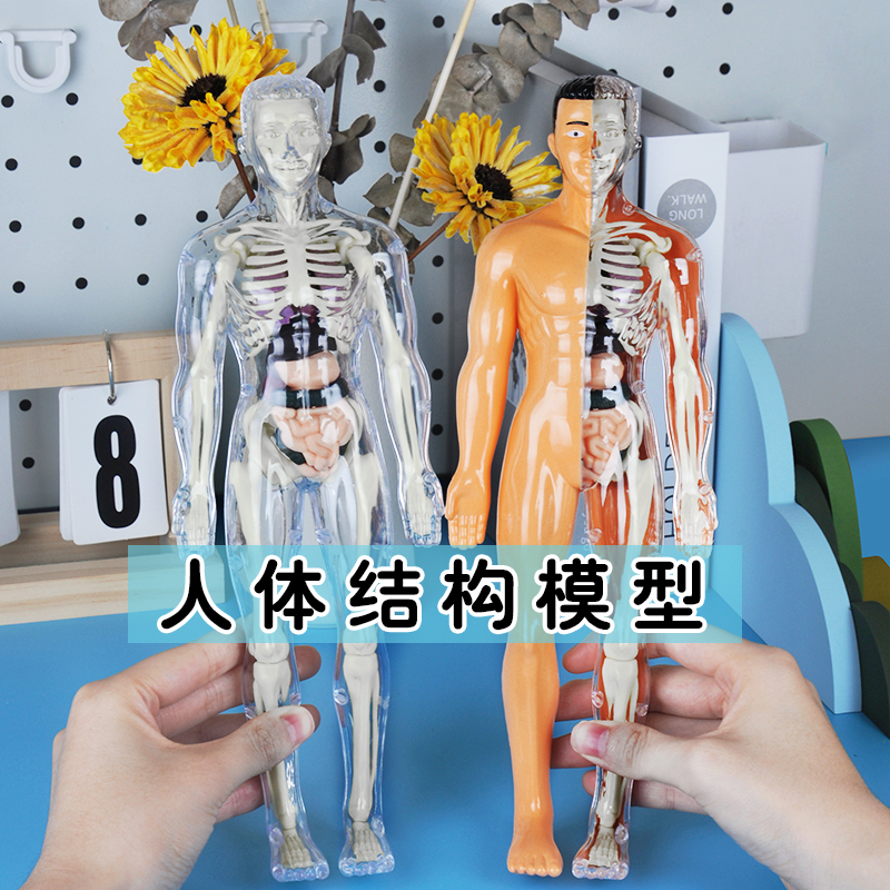 人体结构器官模型骨骼可拆卸拼装3d骨架内脏医学生物解剖立体玩具