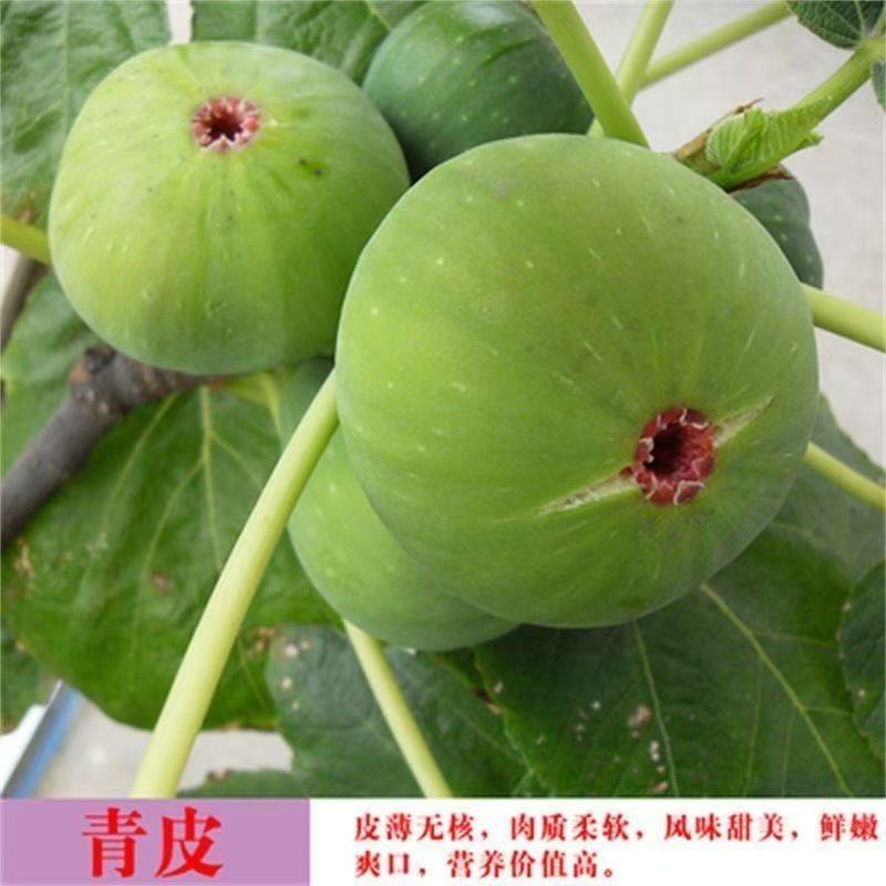 大青皮无花果树苗特大爆汁薄皮盆栽地栽当年结果果树苗无花果树苗