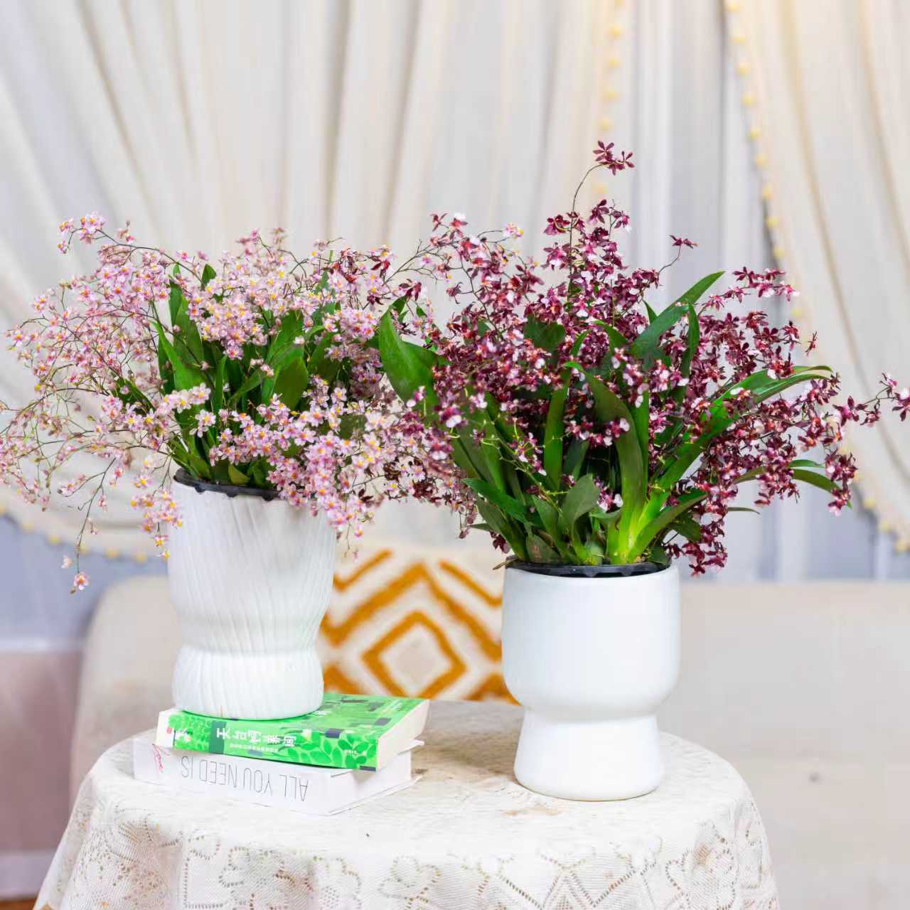 精品梦香兰（梦香兰）浓香型花卉奶香浓郁盆栽懒人好养