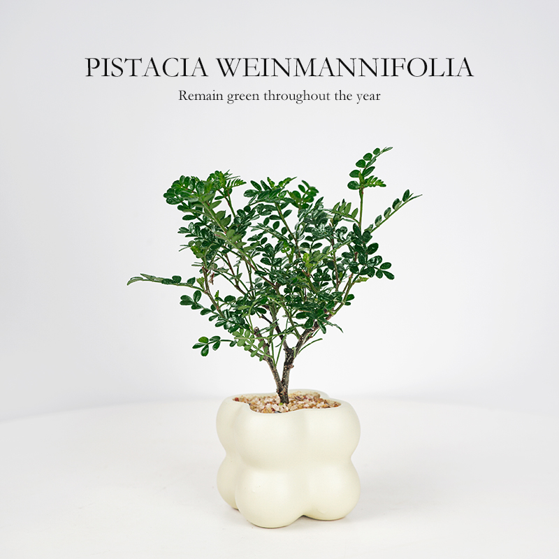 【创享绿洲】清香胡椒木盆栽花卉绿植办公室内盆景甜品饮料清香木