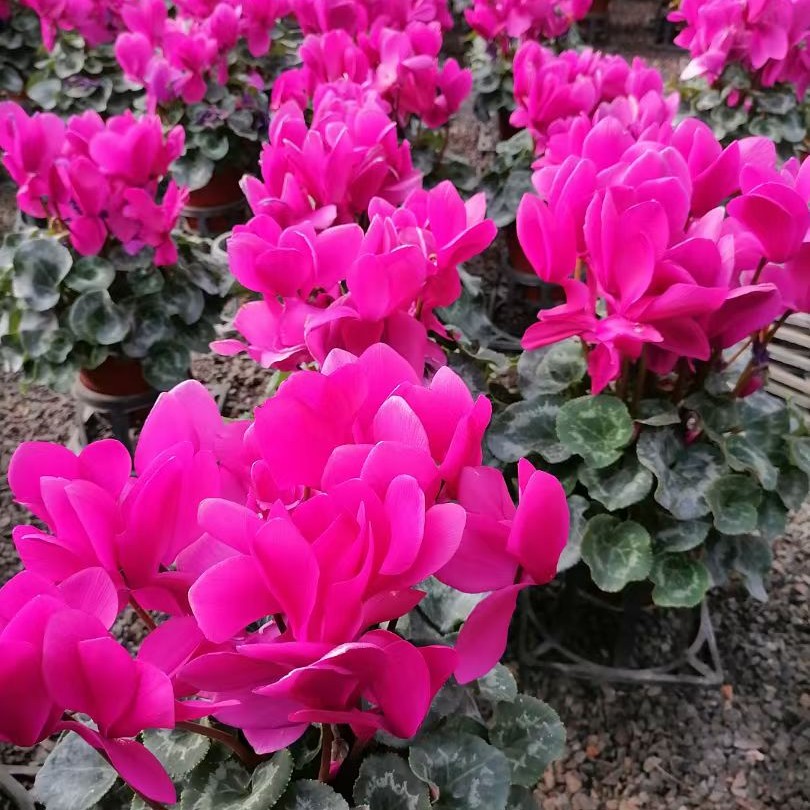 仙客来大花大叶耐寒多年生花卉绿植带花带花苞原盆发货