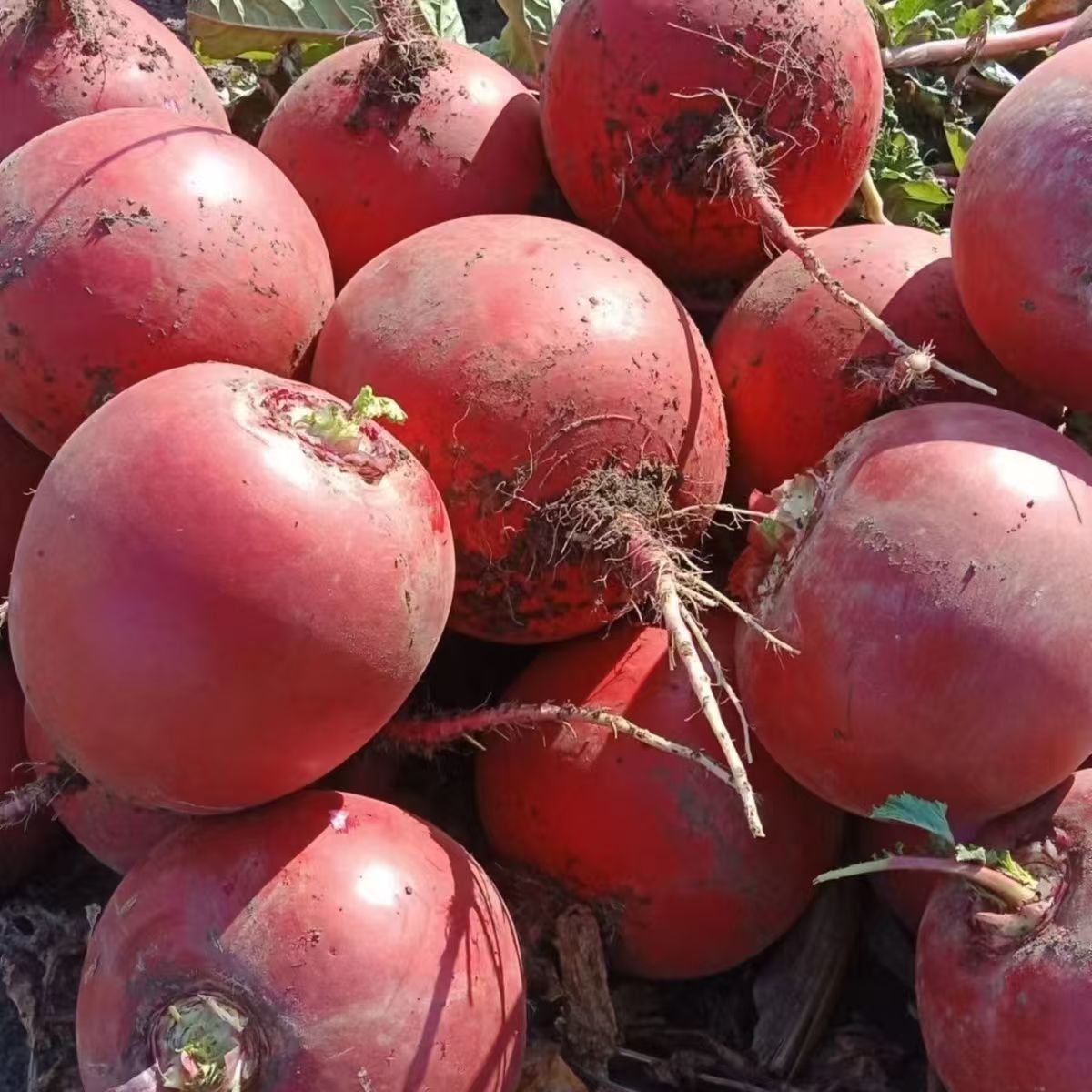当季新鲜红皮大萝卜水汁满溢现挖现发白心大红袍农家自种