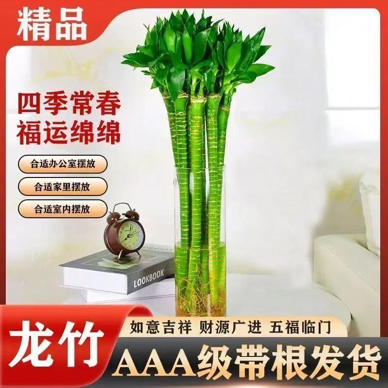 A级龙竹 文昌竹 4支带根水养富贵竹转运竹节节高水培室内客厅植物