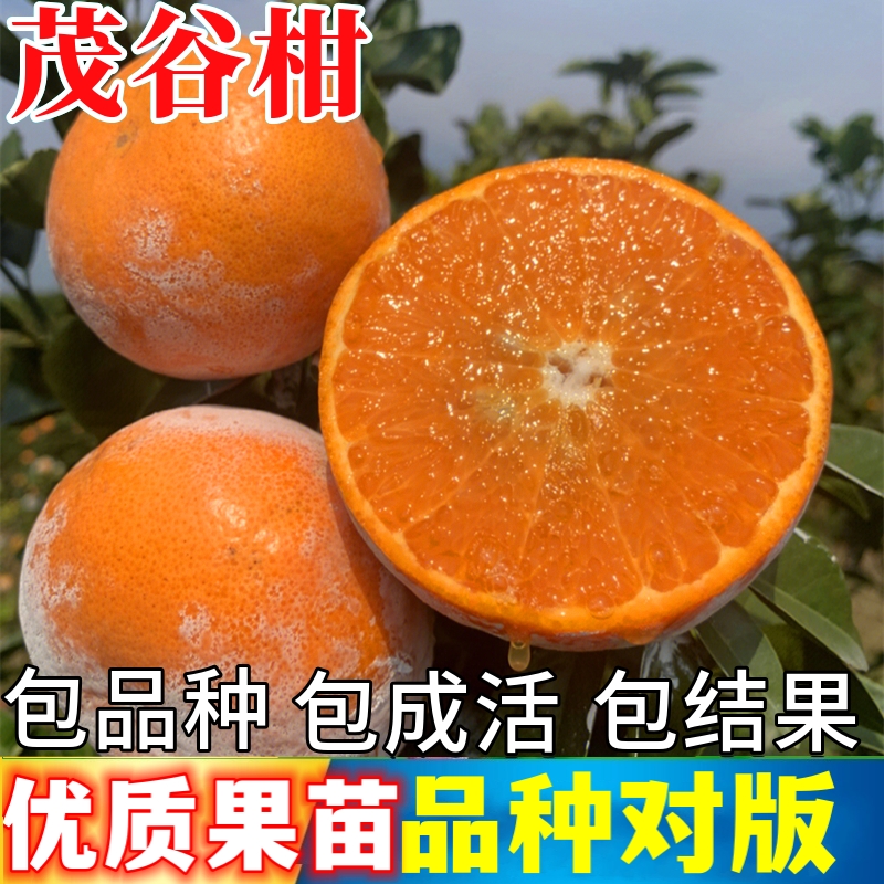 茂谷柑树苗庭院地栽柑橘耐寒桔子带土盆栽嫁接橘子树果苗当年结果