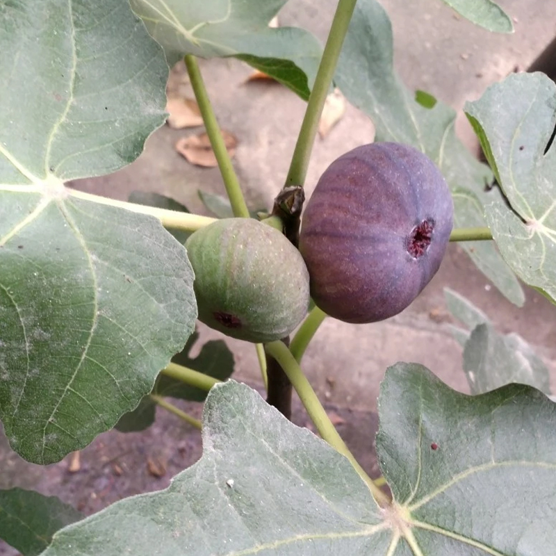 久留米无花果树苗大紫色无花果苗阳台盆栽庭院地栽