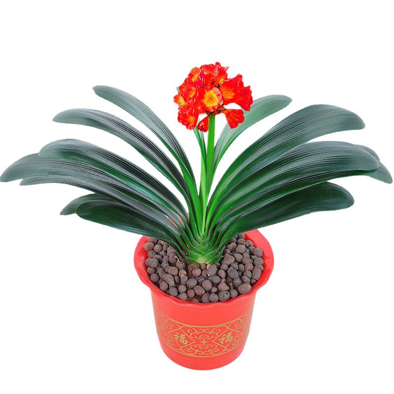 君子兰盆栽带花苞老苗开花立板圆头和尚微短叶绿植物室内花卉