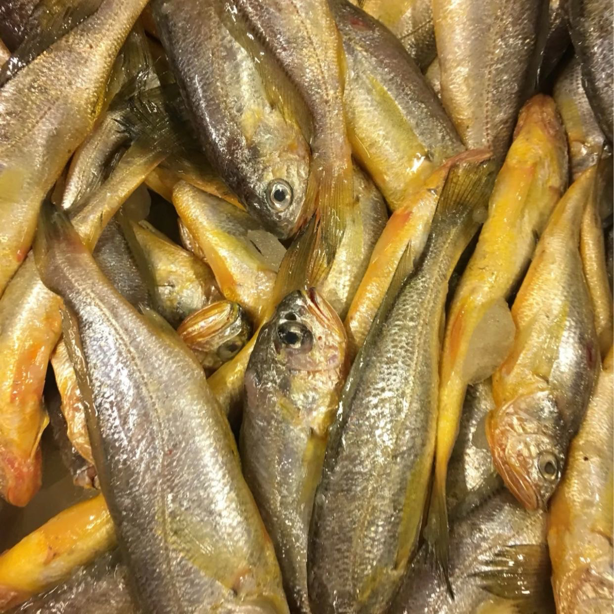 黄海日照深海小黄花鱼冰鲜发货20%冰衣保护京东冷链新鲜到家