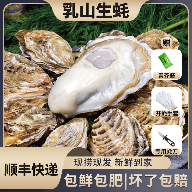 正宗乳山生蚝原产地直发精品生蚝牡蛎新鲜海蛎子8斤顺丰快递