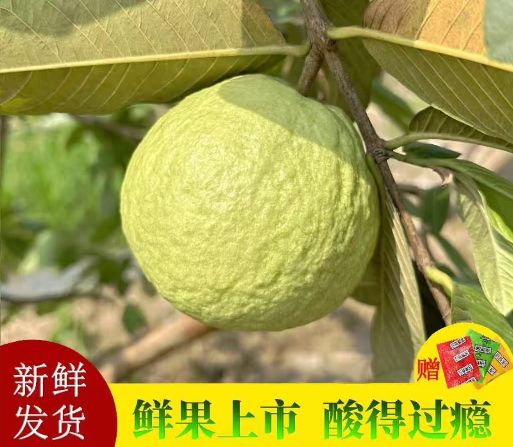 【脆爽清甜】现摘新鲜白心芭乐番石榴脆甜芭乐