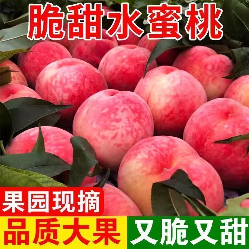 【脆蜜桃】山西红不软桃子当应季露天孕妇小孩新鲜水果现摘现发