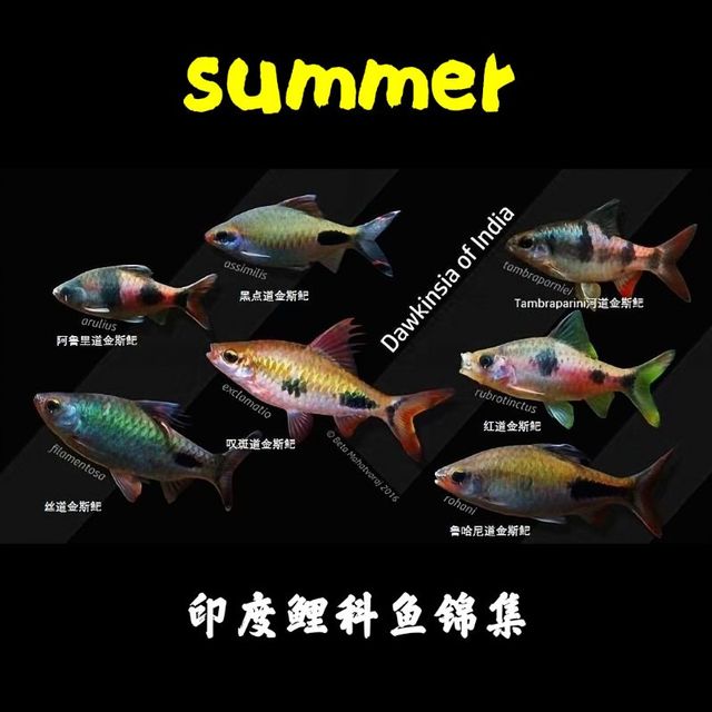 黑影道人彩虹紫红大帆熊猫红点道金斯鲃印度原生观赏热带鱼鲤科鱼