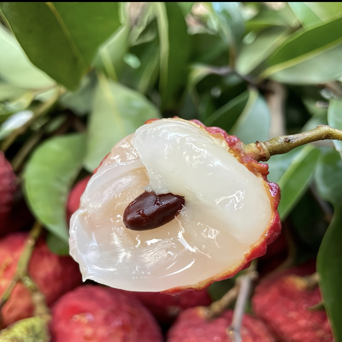 荔枝树苗荔枝苗水果树苗嫁接桂味仙进奉冰荔无核大棵果树