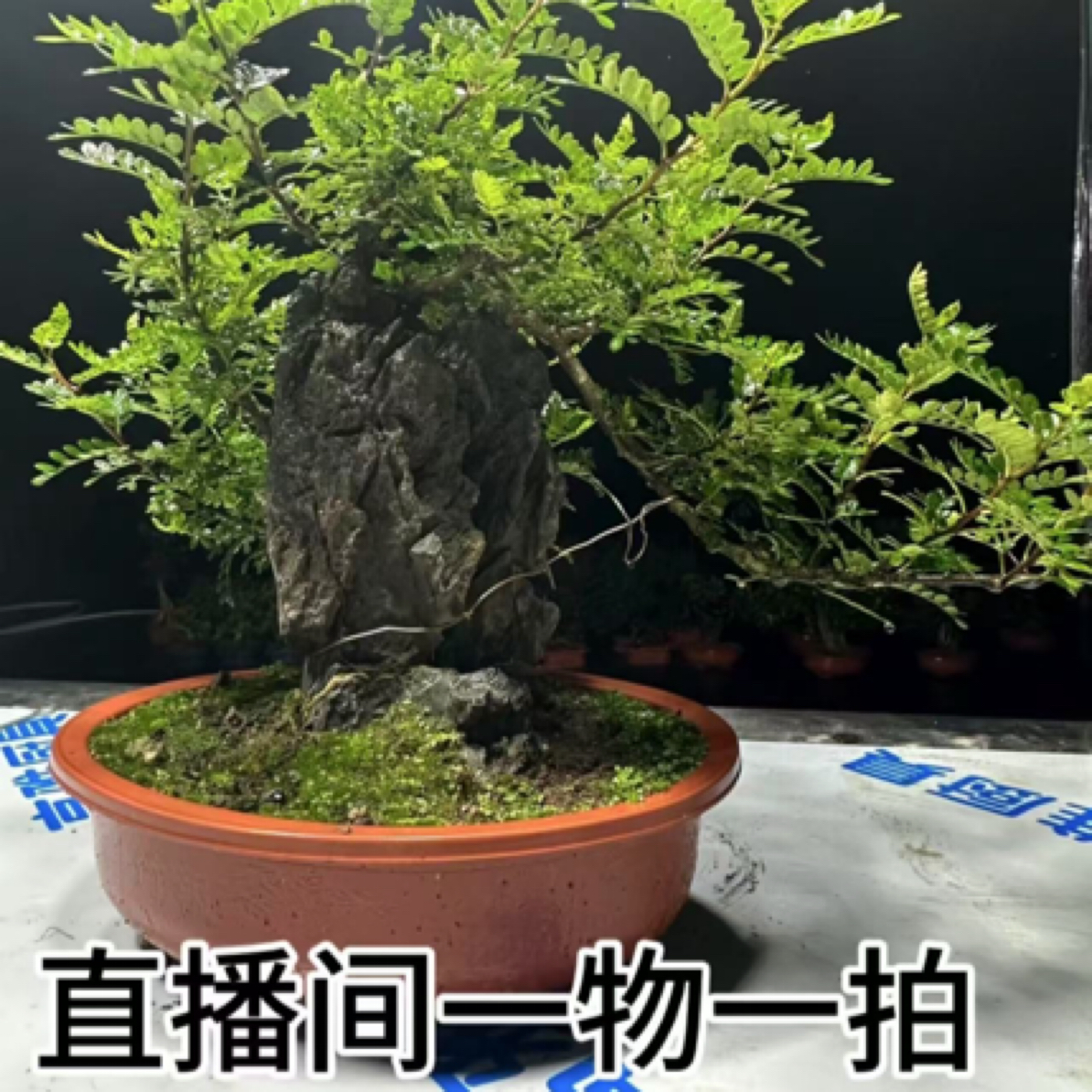 清香胡椒木中式庭院山水造型盆景适合阳台摆放老桩清香木