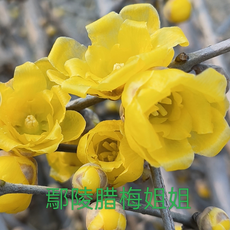 腊梅盆栽黄梅花冬季开花秋冬季移栽开花多绿植花卉腊梅姐姐直播间