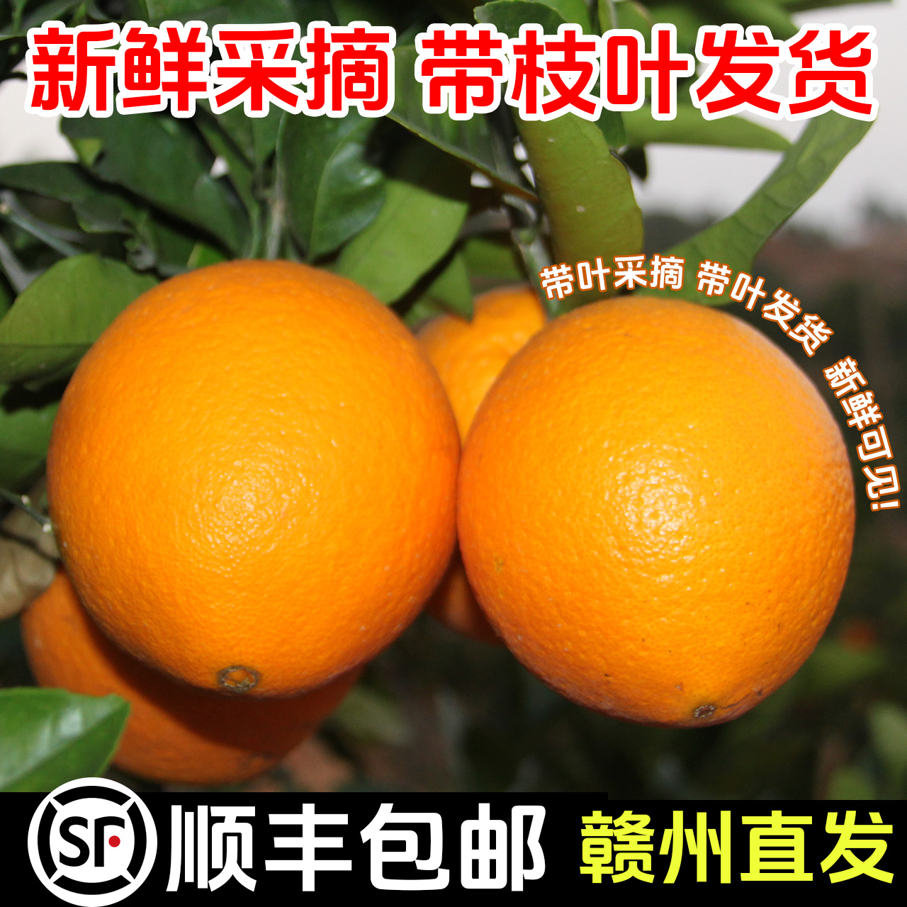 【顺丰/带枝叶】正宗赣南脐橙5/10斤新鲜橙子孕妇水果皮薄多汁橙子