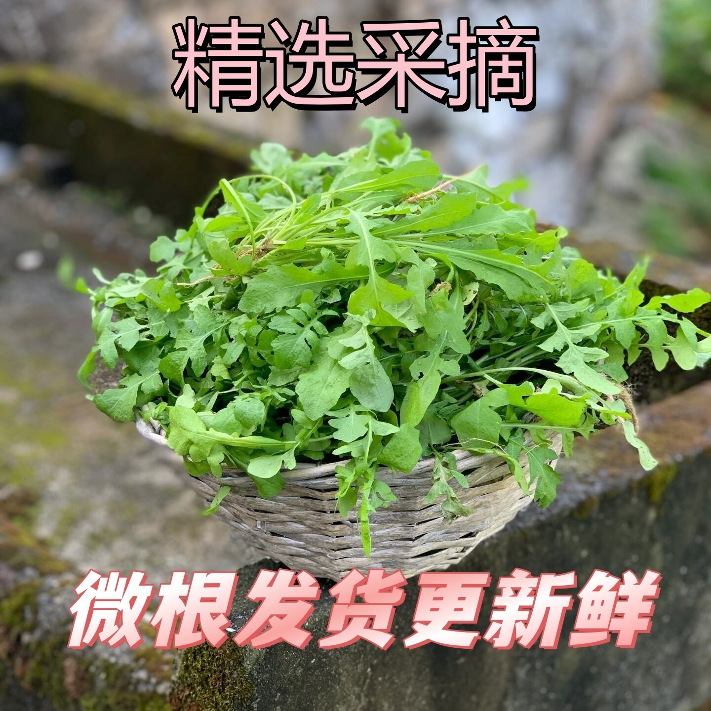 顺丰包邮河南头茬荠菜露天无公害荠菜天然野菜包饺子包馄饨菜馅