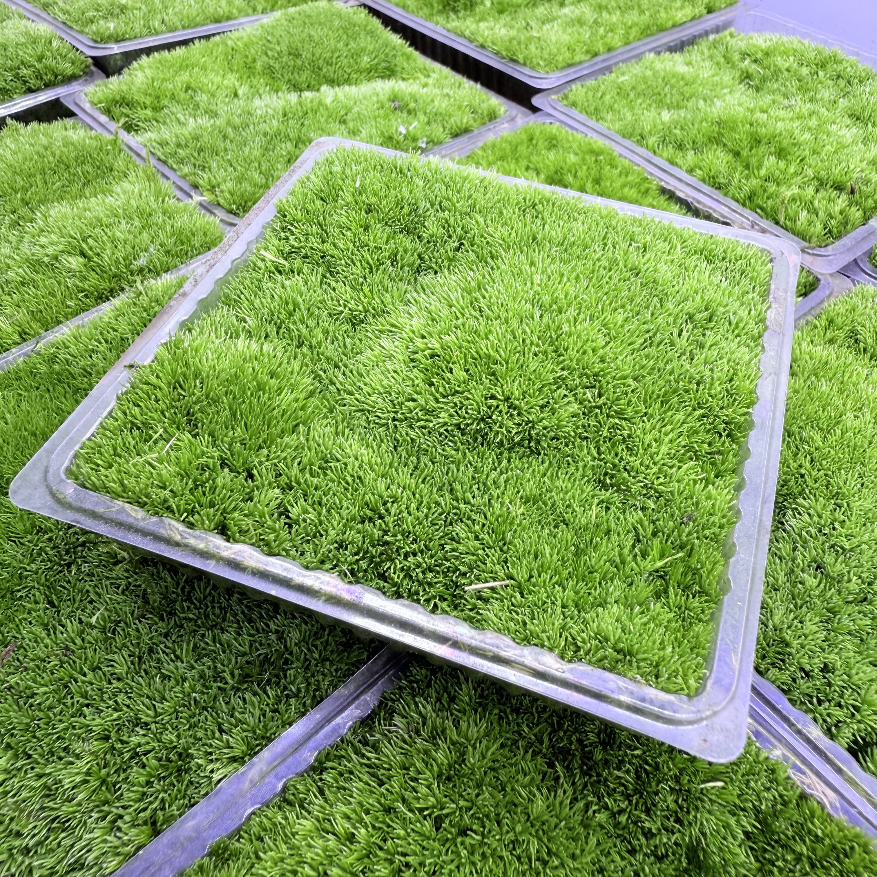 人工种植白发藓S级鲜活苔藓专用乌龟缸基垫微景观造景DIY桌面摆件