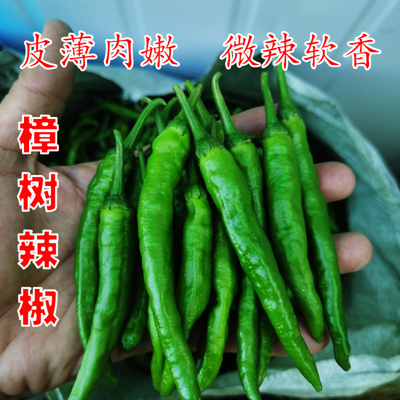 现摘樟树薄皮小青椒湖南品种新鲜微辣软糯香脆适合做虎皮辣椒包邮