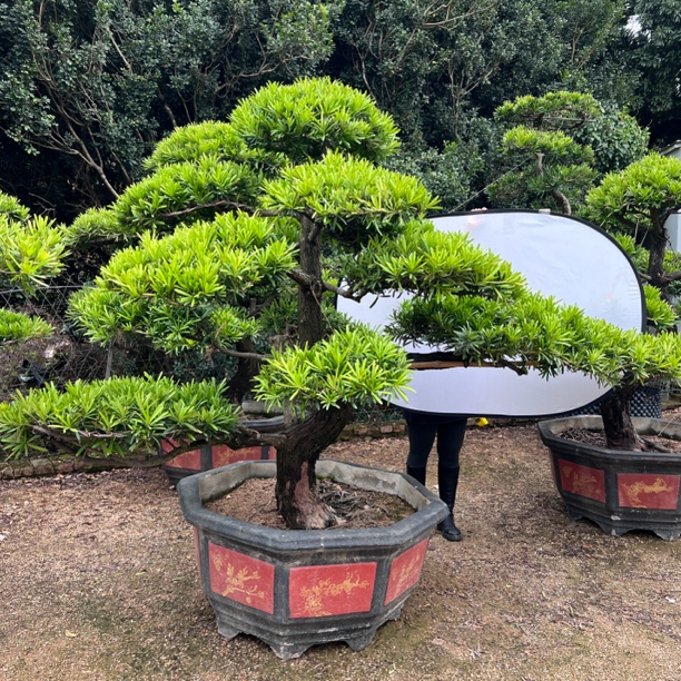 罗汉松大型绿植室内庭院精品老桩造型高档罗汉松盆景罗汉松庭院树