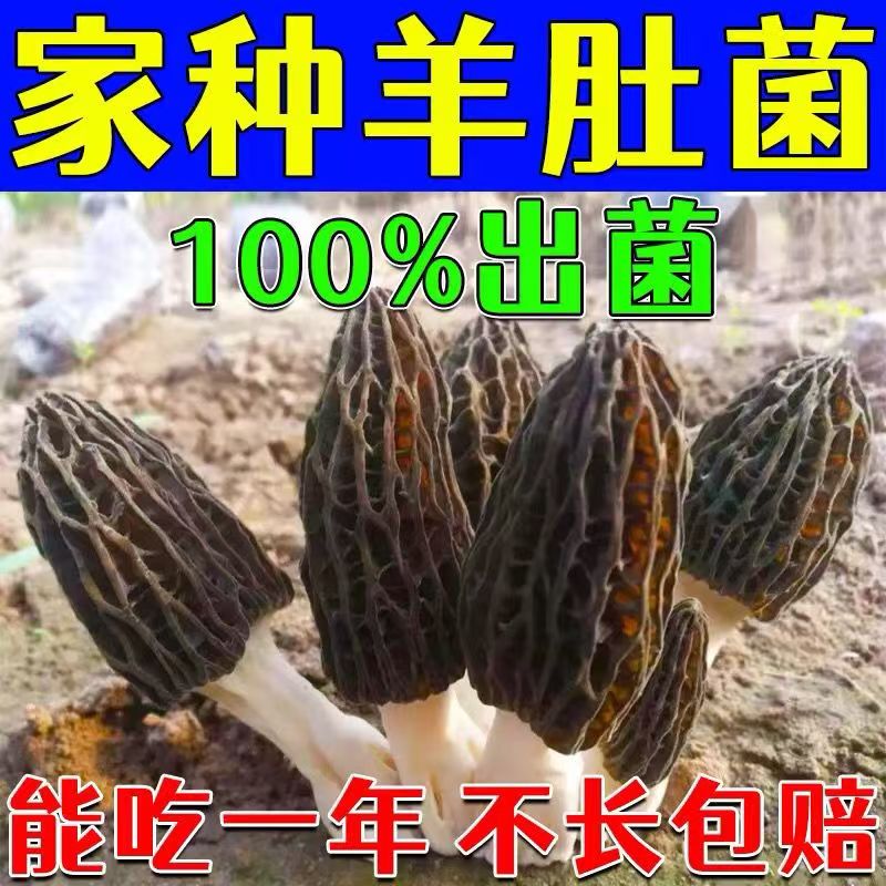 野生羊肚菌特级优质菌菌种菌包菌种家种室内阳台庭院户外四季可种