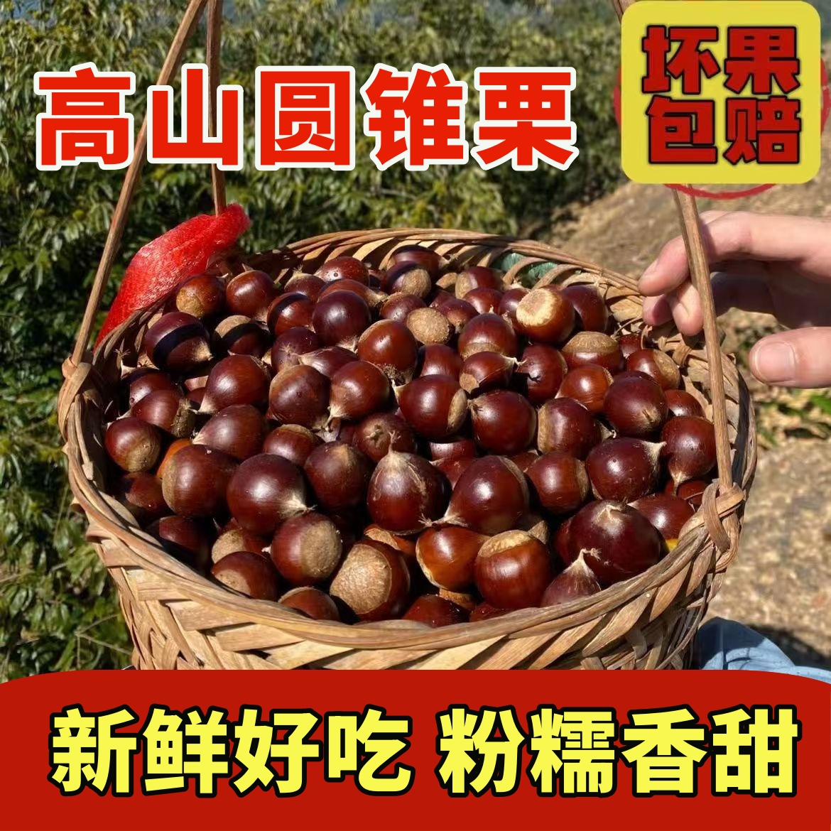 建瓯新鲜高山锥栗现摘生栗子粉糯香甜圆栗尖板栗福建高山锥栗油锥