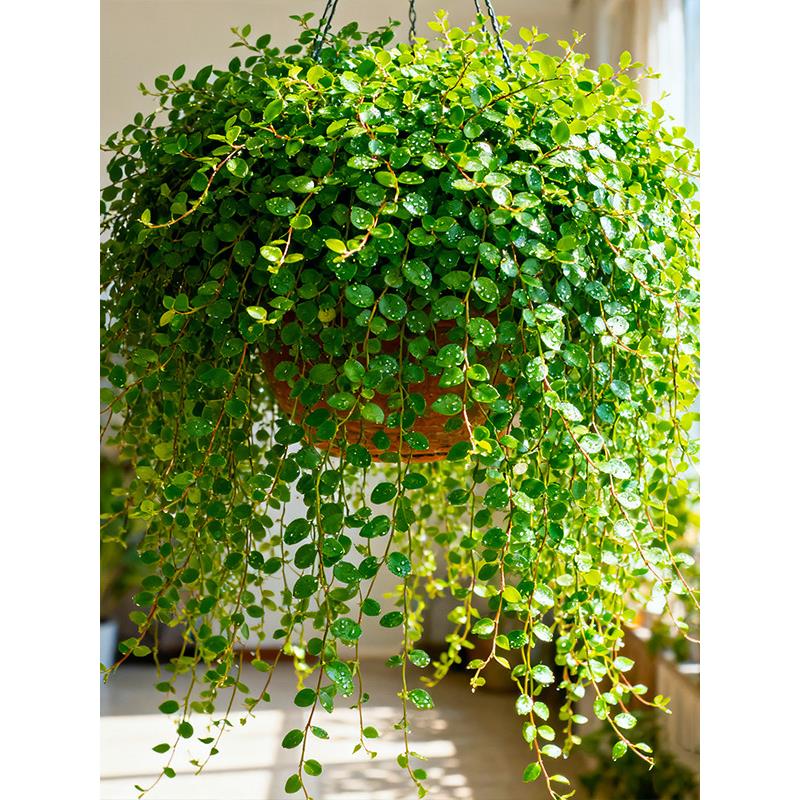 【买一盆用一年】千叶吊兰绿植垂吊观叶面包烘焙糕点缀四季常青