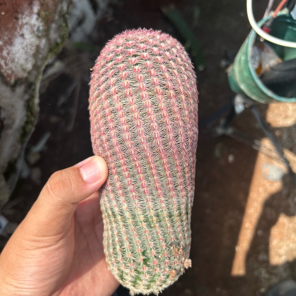 无根单头红太阳  仙人球夏型种绿植盆栽桌面阳台办公室摆件