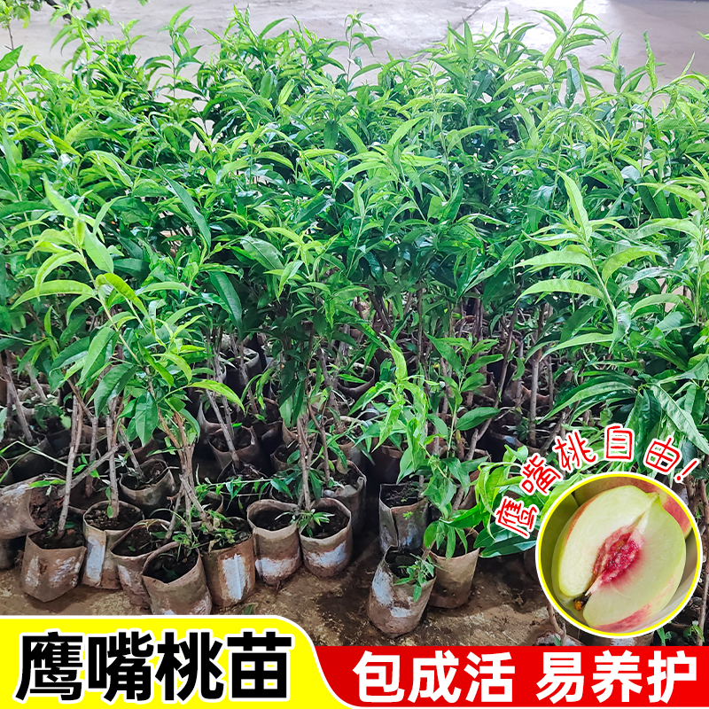 鹰嘴桃树苗桃树果苗现挖现发嫁接南北方种植黄桃水蜜桃树带土四季