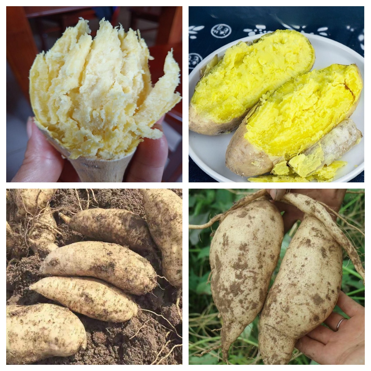 潮汕同学农产品·潮汕本地老鸡蛋种番薯·板栗薯·白皮黄心薯·人参薯