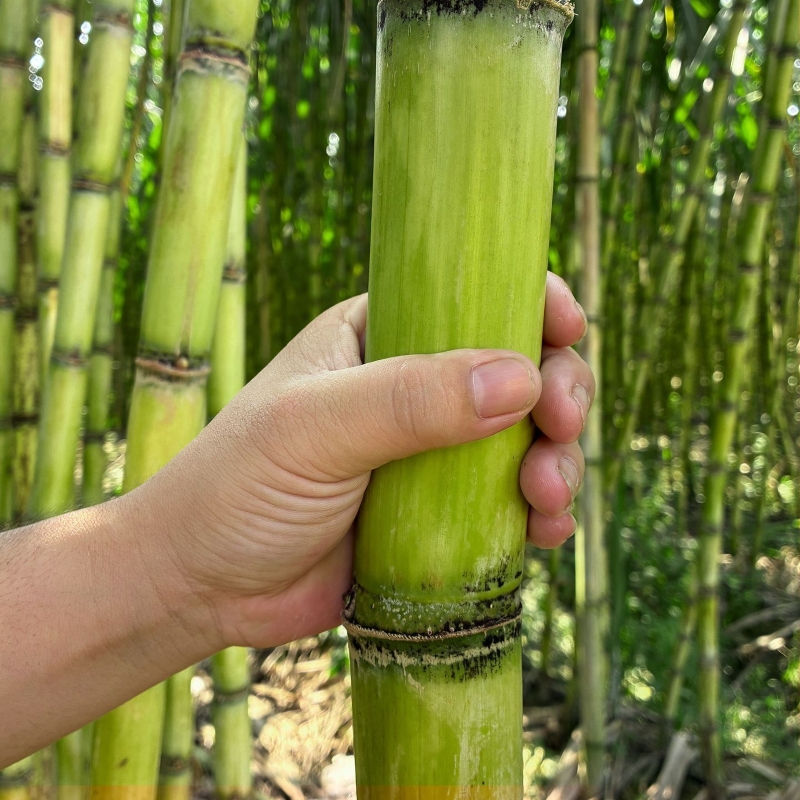 云南新鲜应季甘蔗  大理青皮甘蔗果肉装清甜多汁孕妇水果可手撕