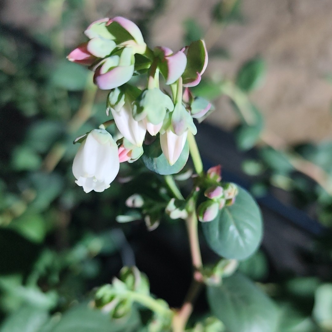 四季常青室外阳台盆栽蓝莓苗。南北方都可以种植