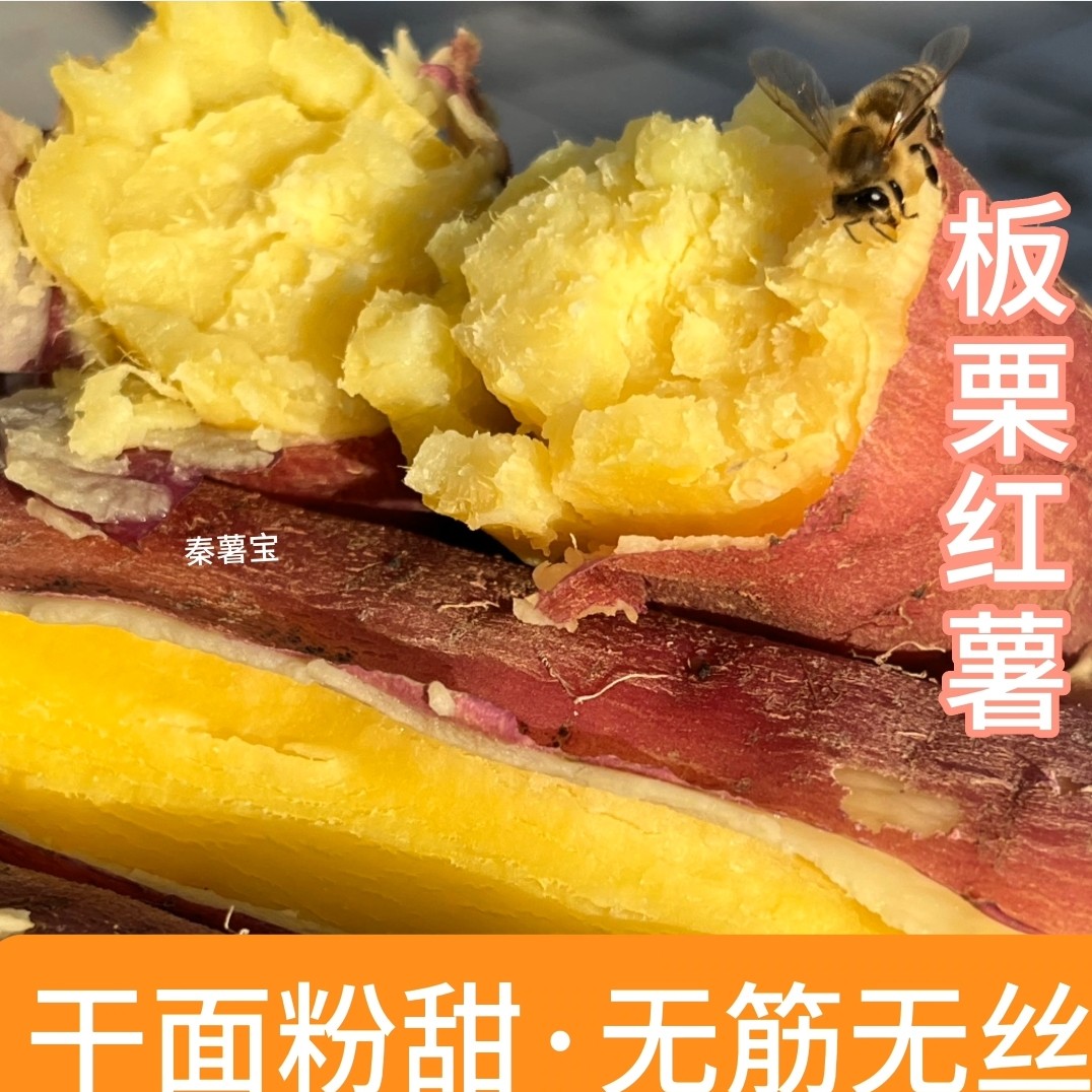 正宗陕西板栗红薯沙地番薯现挖现发粉糯干面无筋无丝3/5/9斤新鲜
