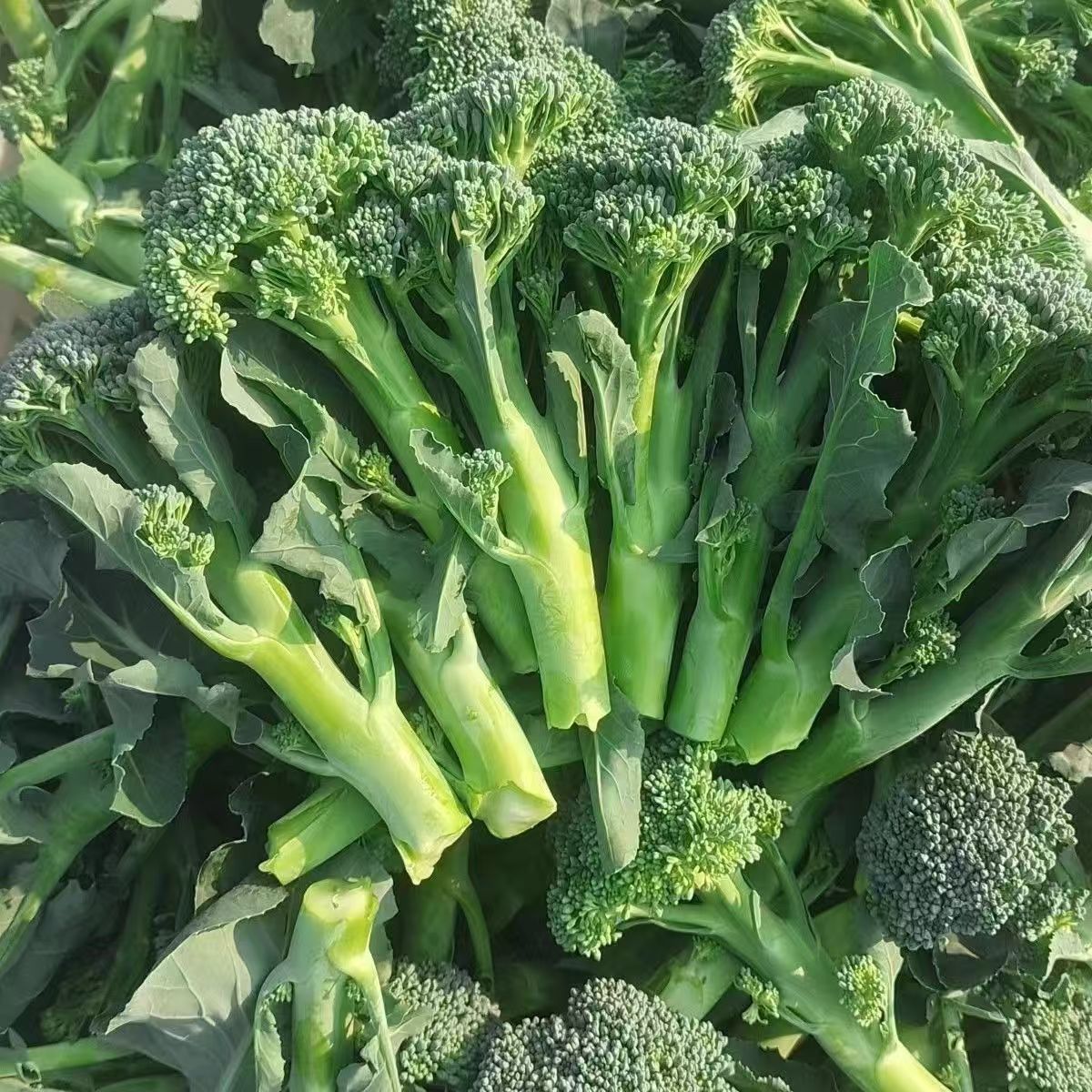 西兰苔种子种籽西兰花种籽苗秧苗芥蓝芥兰菜菜苔蔬菜孑菜心秧苔菜