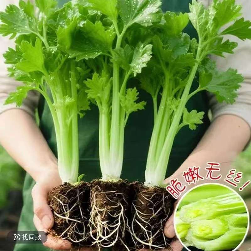 正宗芹菜苗皇后西芹秧苗四季香芹黄心高产盆栽庭院地栽香芹菜苗