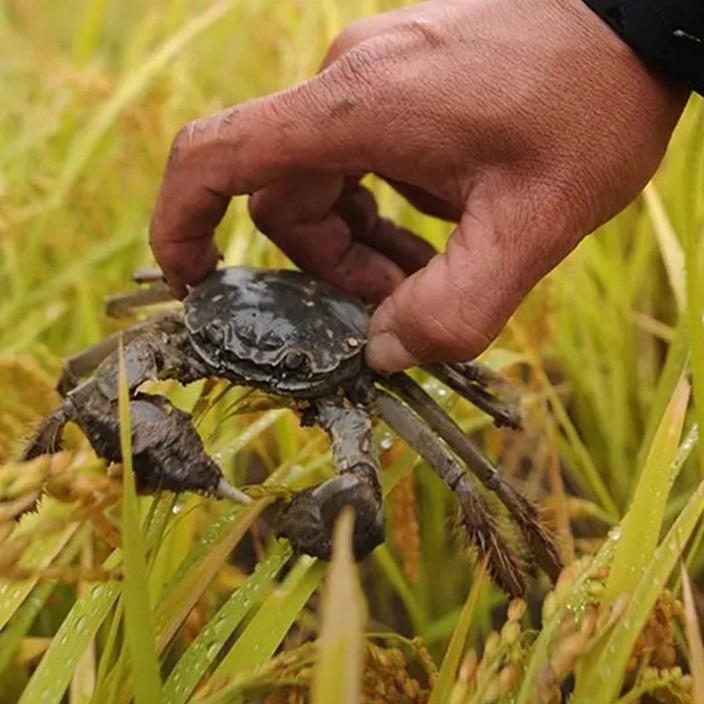 【活蟹】盘锦稻田蟹（0.9-1.1两/只）母蟹 2斤/3斤/5斤 鲜活包邮