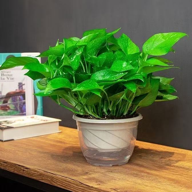 【特价抢购】绿萝盆栽室内好养吸除甲醛净化空气植物绿植客厅大盆