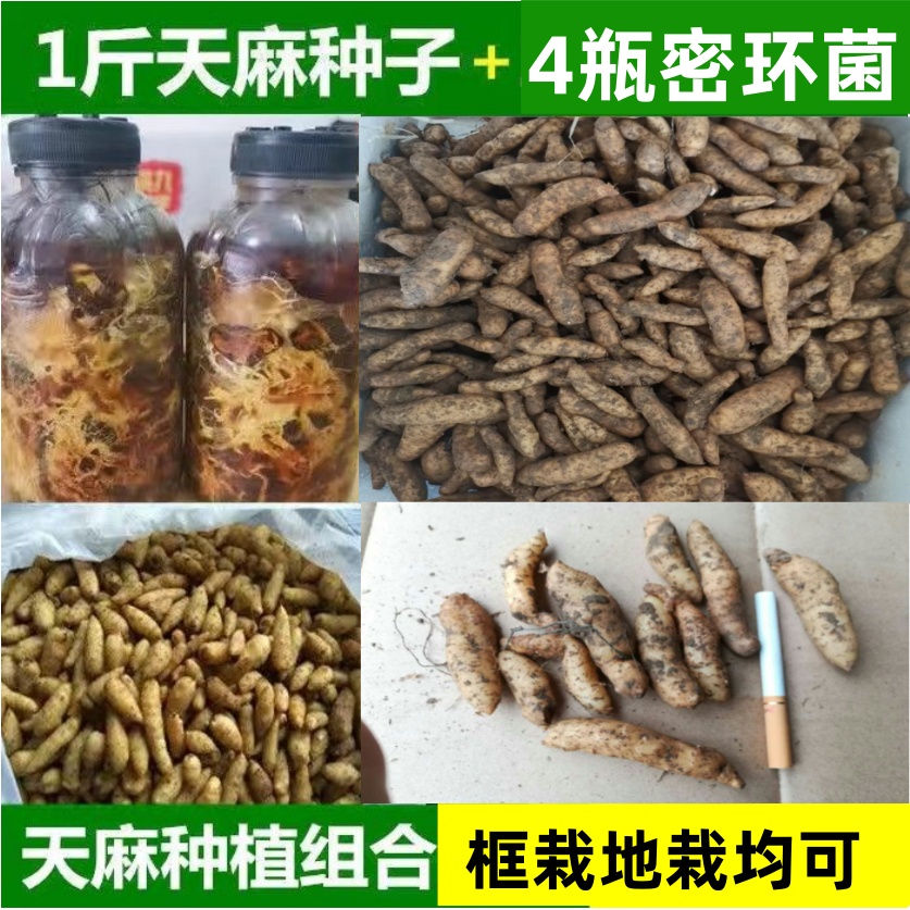 陕西汉中新鲜天麻种子种植套装种苗基地直发1代天麻种子可框栽