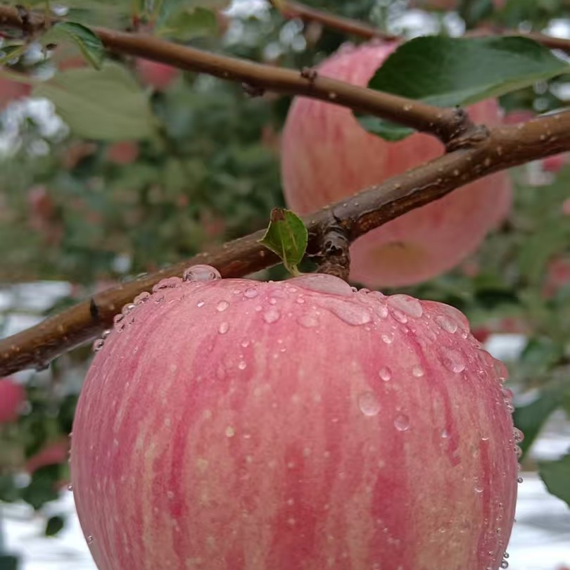 陕西铜川红富士苹果皮薄肉厚脆甜可口新鲜水果