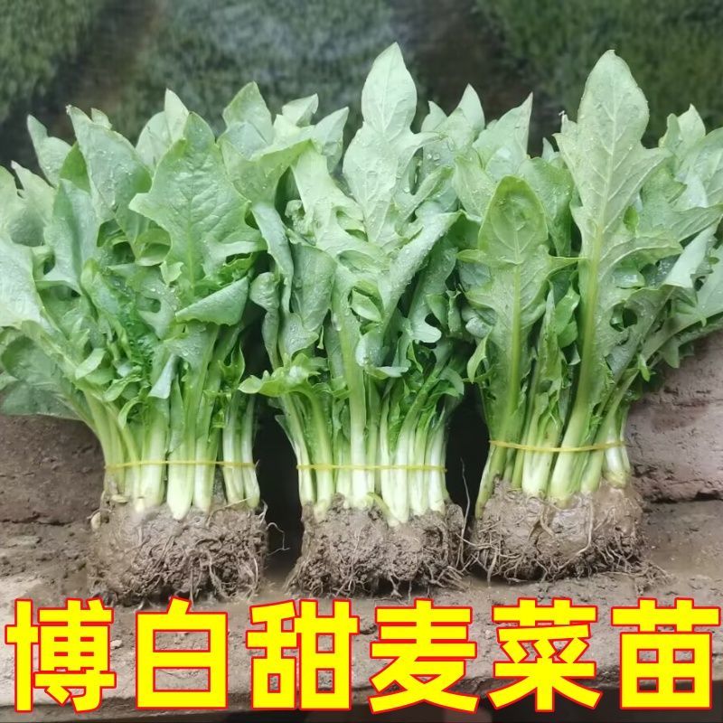 正宗广西博白甜麦菜苗易栽种阳台盆栽高产可反复采摘花芽甜唛菜秧