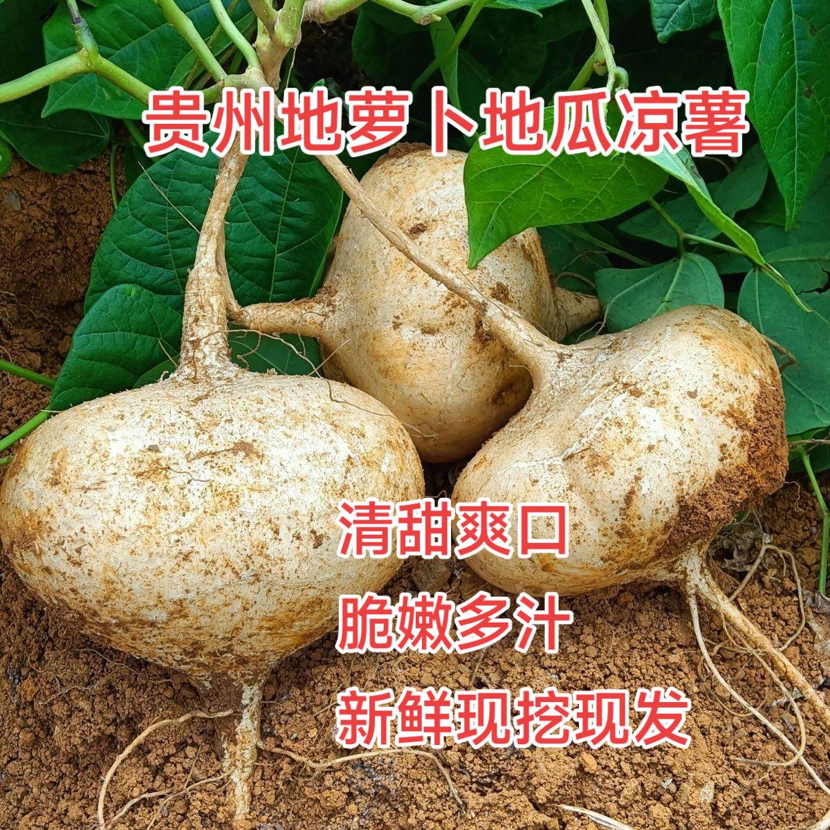 贵州 地瓜 凉薯 地萝卜新鲜现挖现发