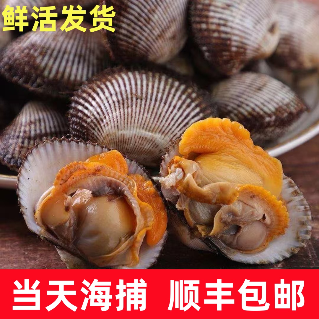 大连鲜活小赤贝 毛蛤 美味海鲜4斤装刺身品质毛蚶  顺丰包邮