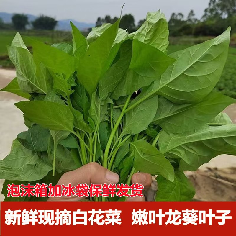 广西新鲜野生龙葵草白花菜嫩芽嫩叶假辣椒叶蔬菜可吃新鲜叶子当季