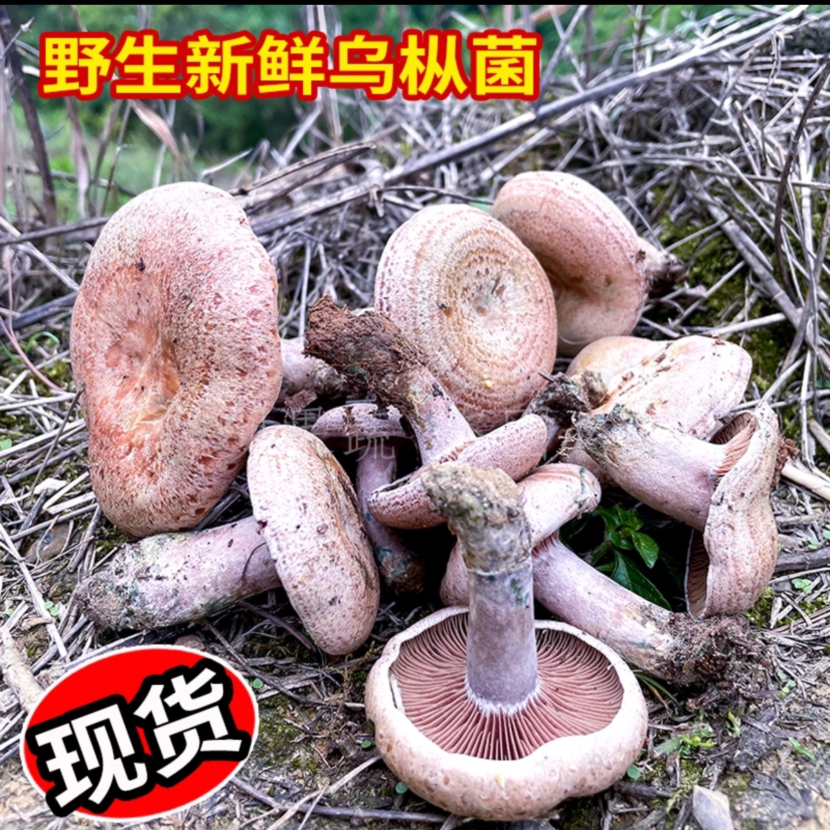 ｛顺丰包邮｝高山野生乌枞松菌九月香铜绿菌茅草松乳菇谷熟菌重阳菌