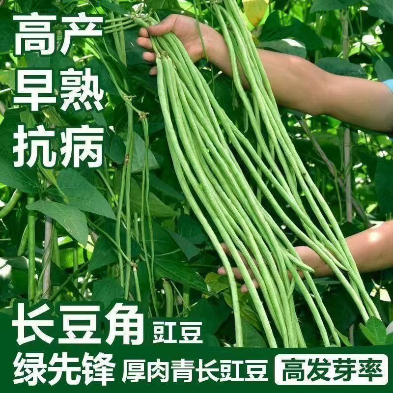 摘不败特长豇豆角种子高产绿先锋长豆角绿豇豆角种子春季蔬菜种子