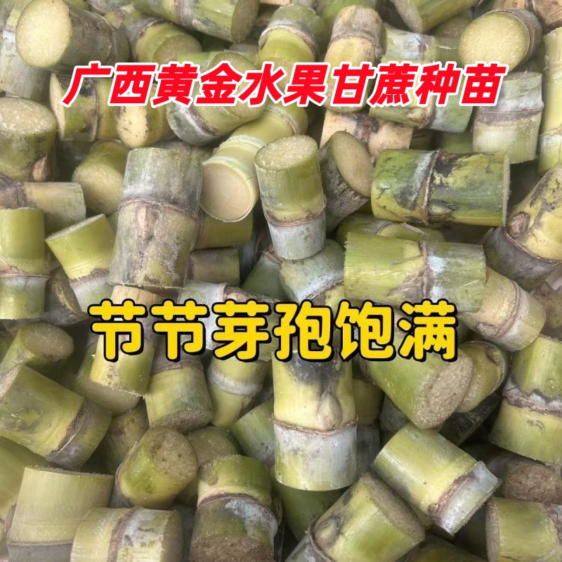 广西黄金水果甘蔗种苗脆甜多汁云南黄皮阳台盆栽地栽现砍带芽发