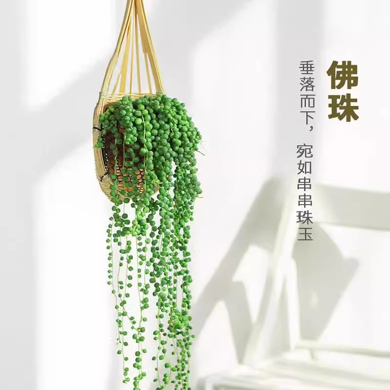 佛珠情人泪多肉植物吊兰爱之蔓长藤垂吊好养吊兰室内绿植净化空气